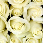 white-roses